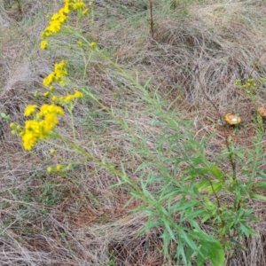 Senecio pterophorus at suppressed - suppressed