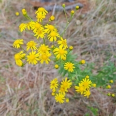 Senecio pterophorus at suppressed - suppressed