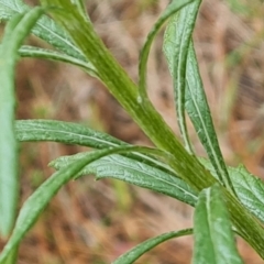 Senecio pterophorus at suppressed - suppressed