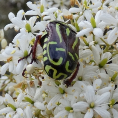 Eupoecila australasiae (Fiddler Beetle) at Bicentennial Park - 11 Dec 2023 by Paul4K