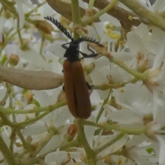 Porrostoma rhipidium (Long-nosed Lycid (Net-winged) beetle) at Bicentennial Park - 11 Dec 2023 by Paul4K