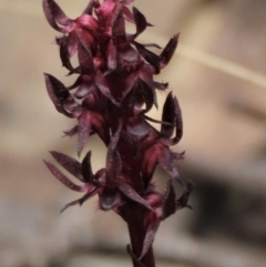 Corunastylis arrecta (Erect midge orchid) at Namadgi National Park - 10 Dec 2023 by AndyRoo