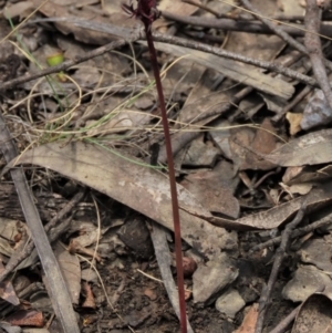 Corunastylis arrecta at Namadgi National Park - 10 Dec 2023