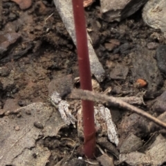 Corunastylis arrecta at Namadgi National Park - 10 Dec 2023