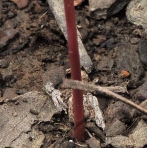 Corunastylis arrecta at Namadgi National Park - suppressed