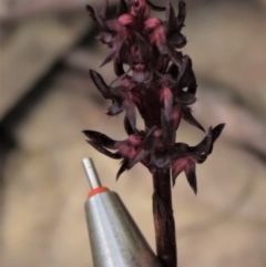 Corunastylis arrecta at Namadgi National Park - suppressed