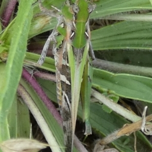 Oedaleus australis at QPRC LGA - 12 Dec 2023