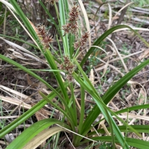 Cyperus lucidus at QPRC LGA - 10 Dec 2023