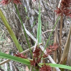 Cyperus lucidus at QPRC LGA - 10 Dec 2023