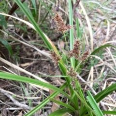 Cyperus lucidus at QPRC LGA - 10 Dec 2023