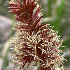 Cyperus lucidus at QPRC LGA - 10 Dec 2023