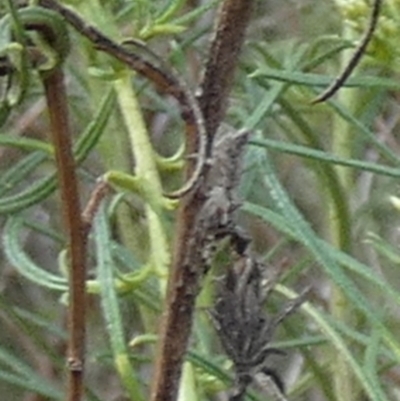 Unidentified Spider (Araneae) at Queanbeyan West, NSW - 11 Dec 2023 by Paul4K