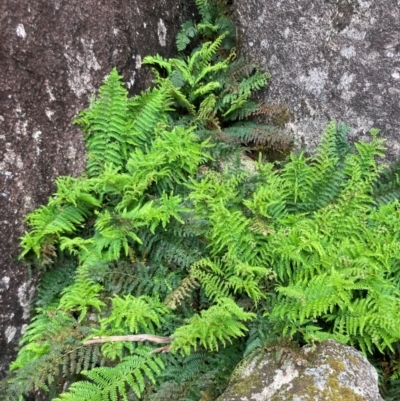 Polystichum proliferum (Mother Shield Fern) at Namadgi National Park - 10 Dec 2023 by alexwatt