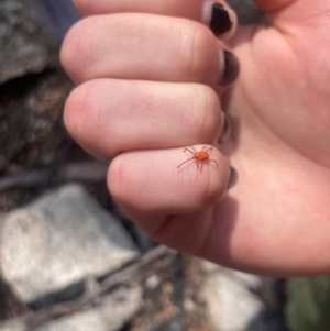 Erythraeidae (family) at Namadgi National Park - 10 Dec 2023