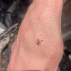 Erythraeidae (family) at Namadgi National Park - 10 Dec 2023