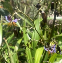 Dianella tasmanica (Tasman Flax Lily) at Namadgi National Park - 10 Dec 2023 by alexwatt