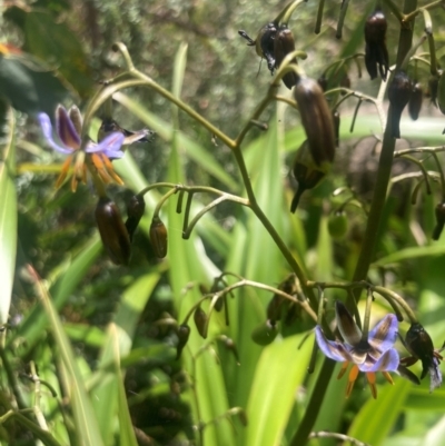 Dianella tasmanica (Tasman Flax Lily) at Namadgi National Park - 10 Dec 2023 by alexwatt