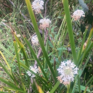 Pimelea treyvaudii at Namadgi National Park - 10 Dec 2023