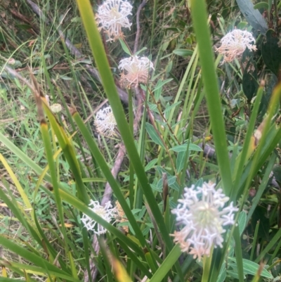 Pimelea treyvaudii (Grey Riceflower) at Namadgi National Park - 10 Dec 2023 by alexwatt