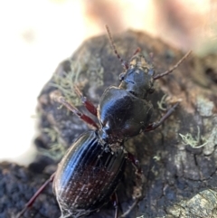 Eurylychnus blagravei at Cotter River, ACT - 5 Dec 2023 by AJB