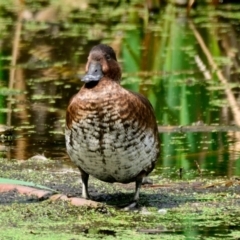 Aythya australis (Hardhead) at Jerrabomberra Wetlands - 12 Dec 2023 by Thurstan