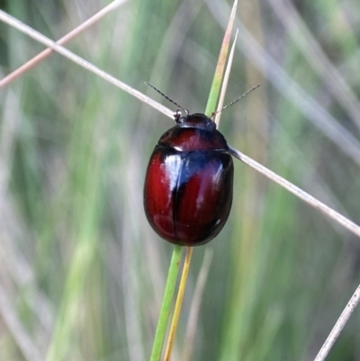 Paropsisterna erudita (Erudita leaf beetle) at Cotter River, ACT - 5 Dec 2023 by AJB