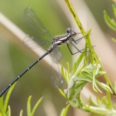 Austroargiolestes sp. (genus) (Flatwing) at Tharwa, ACT - 23 Nov 2023 by SWishart