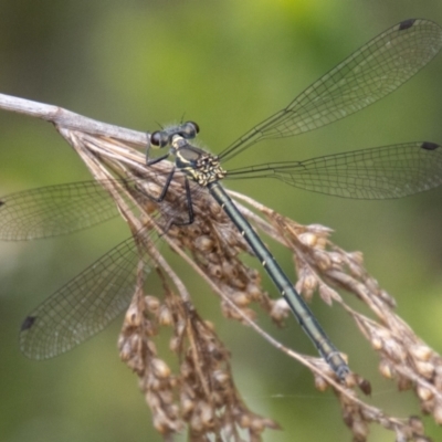 Griseargiolestes intermedius (Alpine Flatwing) at Gibraltar Pines - 24 Nov 2023 by SWishart