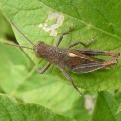 Rhitzala modesta (Short winged heath grasshopper) at Mongarlowe River - 12 Dec 2023 by arjay