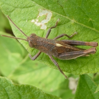 Rhitzala modesta (Short winged heath grasshopper) at Mongarlowe River - 12 Dec 2023 by arjay