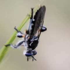 Thereutria sp. (genus) (Robber fly) at Namadgi National Park - 24 Nov 2023 by SWishart