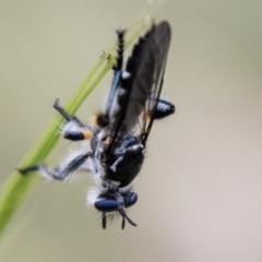 Laphria sp. (genus) (Blue-legged robber fly) at Namadgi National Park - 24 Nov 2023 by SWishart