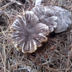 Tricholoma terreum (Grey Knight or Dirty Tricholoma) at Jincumbilly, NSW - 11 Dec 2023 by mahargiani