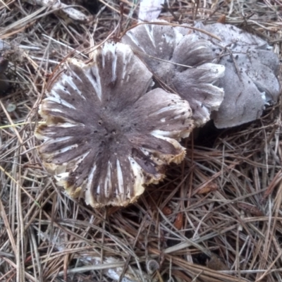 Tricholoma terreum (Grey Knight or Dirty Tricholoma) at Jincumbilly, NSW - 12 Dec 2023 by mahargiani