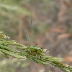 Caedicia simplex (Common Garden Katydid) at Mongarlowe River - 11 Dec 2023 by arjay