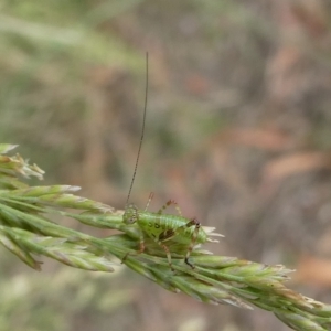 Caedicia simplex at QPRC LGA - 12 Dec 2023