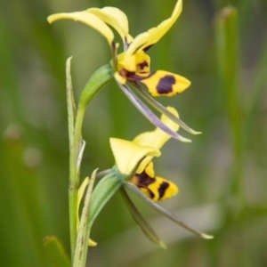 Diuris sulphurea at Namadgi National Park - suppressed