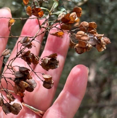 Bursaria spinosa subsp. lasiophylla (Australian Blackthorn) at Tidbinbilla Nature Reserve - 12 Dec 2023 by lbradley
