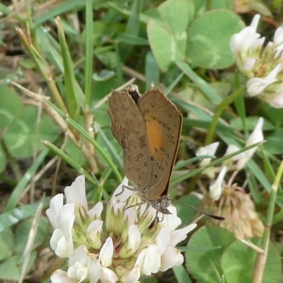 Paralucia aurifera (Bright Copper) at Mongarlowe River - 11 Dec 2023 by arjay