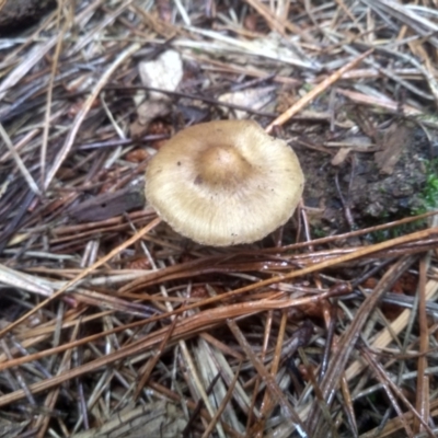 Inocybe sp. (Inocybe) at Glenbog State Forest - 11 Dec 2023 by mahargiani