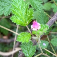 Rubus parvifolius (Native Raspberry) at Tidbinbilla Nature Reserve - 12 Dec 2023 by lbradley