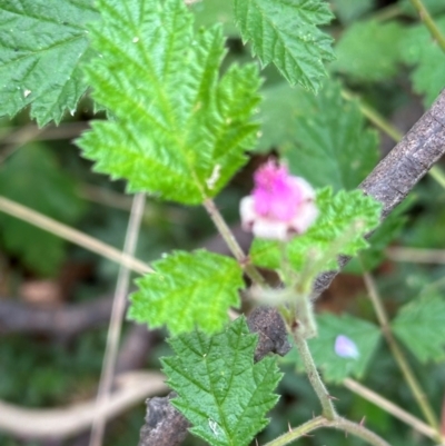 Rubus parvifolius (Native Raspberry) at Paddys River, ACT - 12 Dec 2023 by lbradley