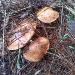 Suillus sp. (A bolete ) at Glenbog State Forest - 11 Dec 2023 by mahargiani