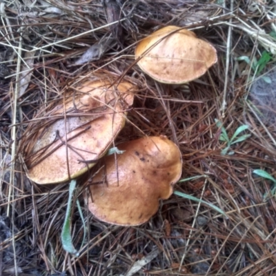 Suillus sp. (A bolete ) at Glenbog State Forest - 12 Dec 2023 by mahargiani