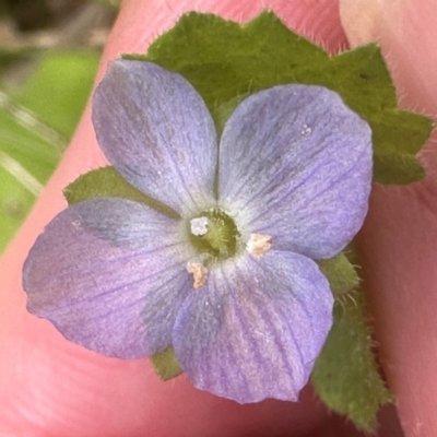 Veronica calycina (Hairy Speedwell) at Paddys River, ACT - 12 Dec 2023 by lbradley