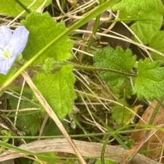 Veronica calycina at Kambah, ACT - 12 Dec 2023