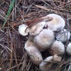 zz agaric (stem; gills white/cream) at Glenbog State Forest - 12 Dec 2023