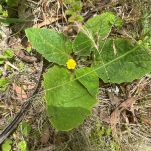 Cymbonotus sp. (preissianus or lawsonianus) at Tidbinbilla Nature Reserve - 12 Dec 2023