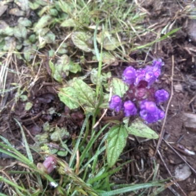 Prunella vulgaris (Self-heal, Heal All) at Glenbog State Forest - 11 Dec 2023 by mahargiani