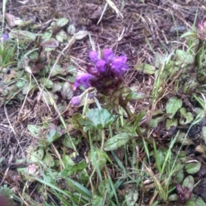 Prunella vulgaris at Glenbog State Forest - 12 Dec 2023